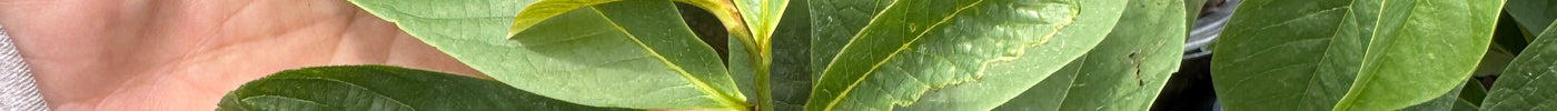 Native Southern Fruits: Why You Should Grow Pawpaw and Mayhaw Trees