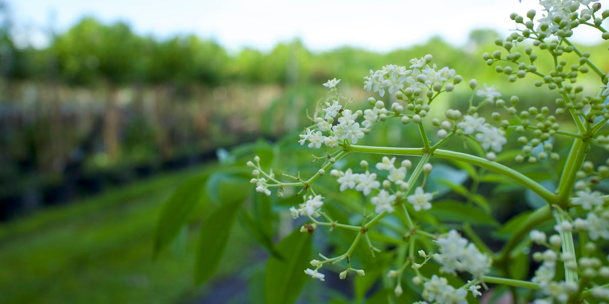 Thriving Food Forest in Florida: A Guide to Selecting the Right Plants