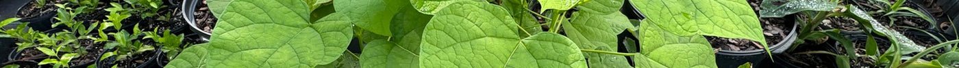 The Southern Catalpa: A Beautiful, Versatile Tree for Your Landscape