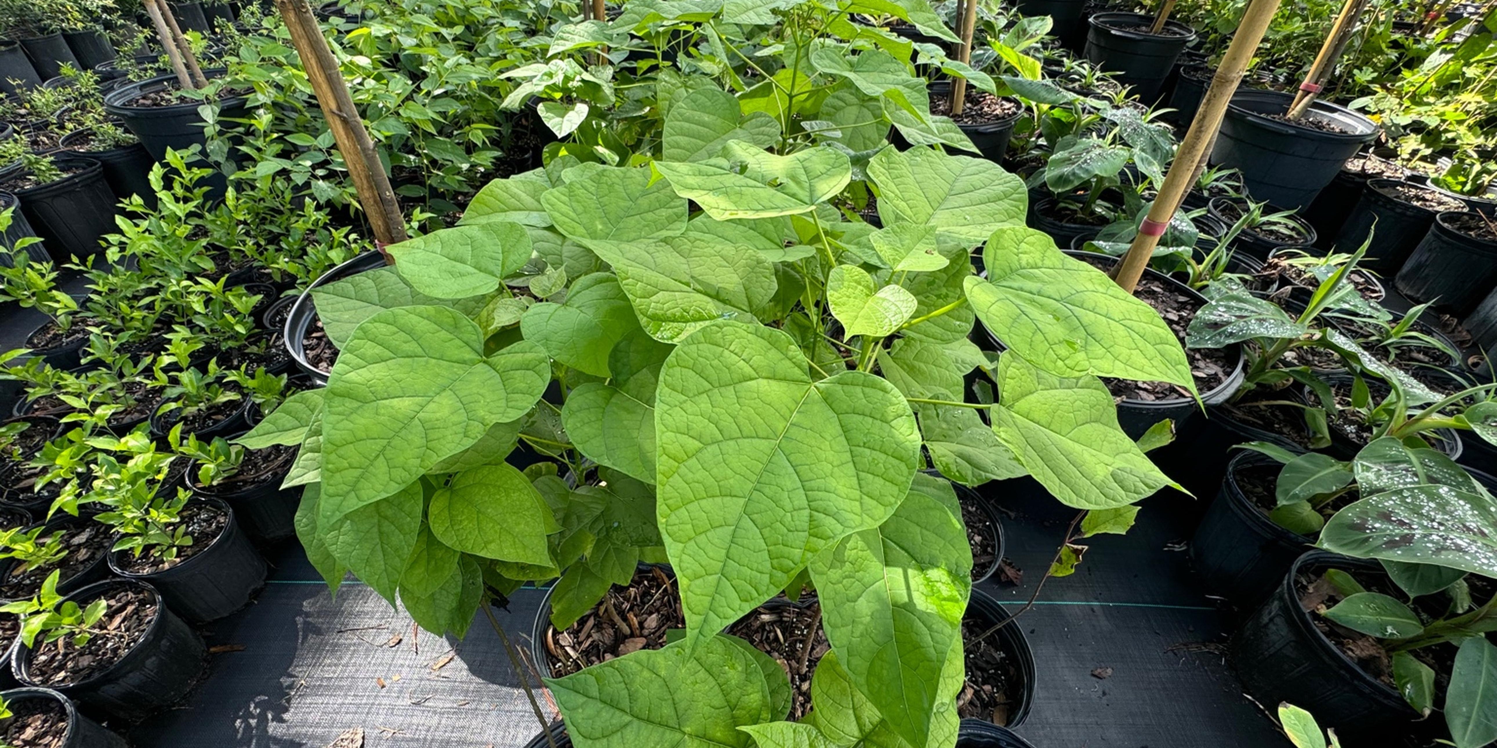 The Southern Catalpa: A Beautiful, Versatile Tree for Your Landscape