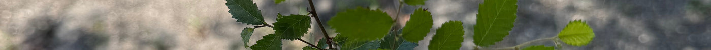 How Native Plants Reduce Irrigation Costs | Flowing Well Tree Farm