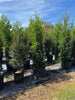 Cherry Laurel vs Viburnum: Best Privacy Screen?