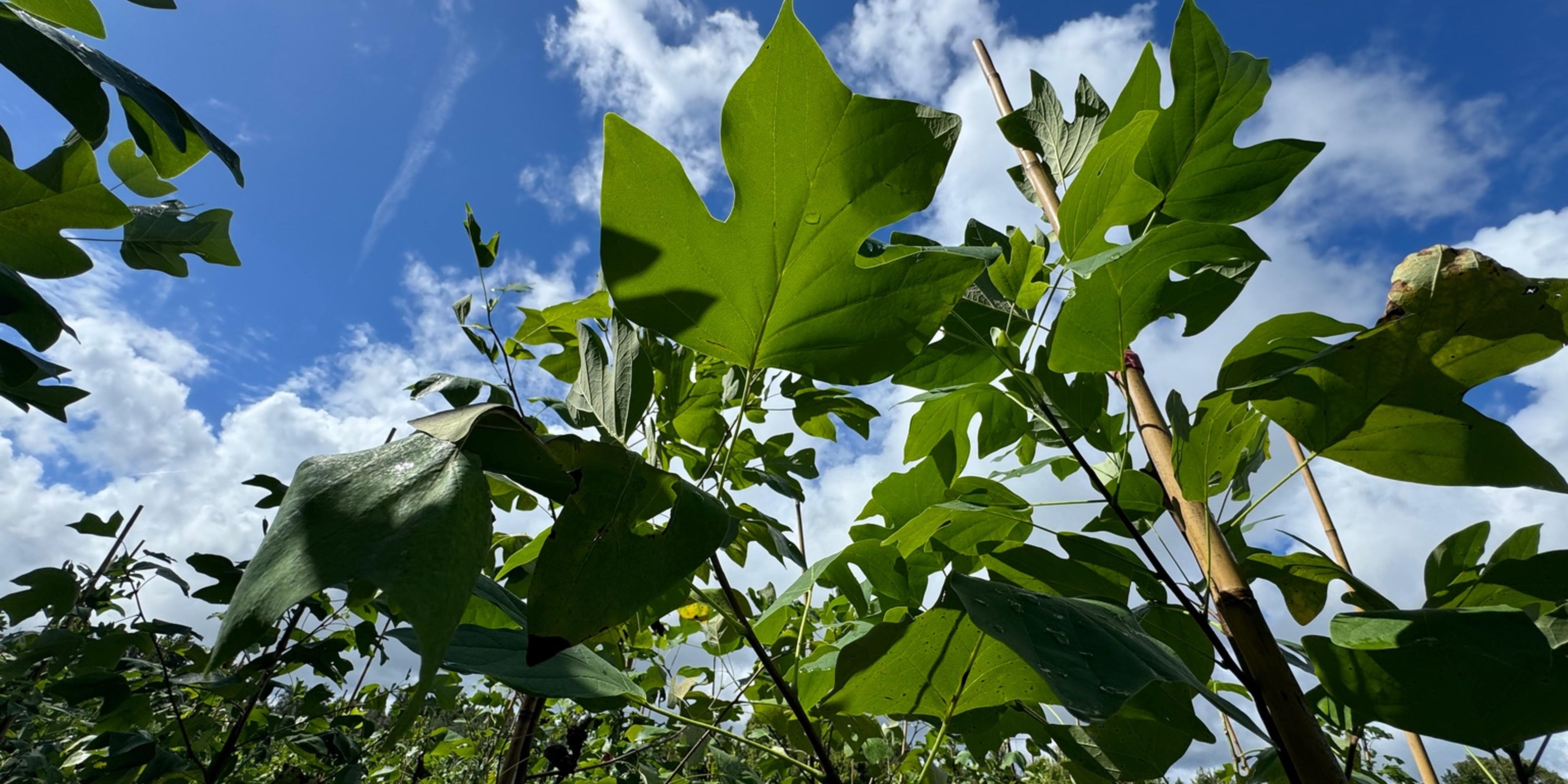 Tulip Poplar: A Majestic Native Tree for Your Florida Landscape