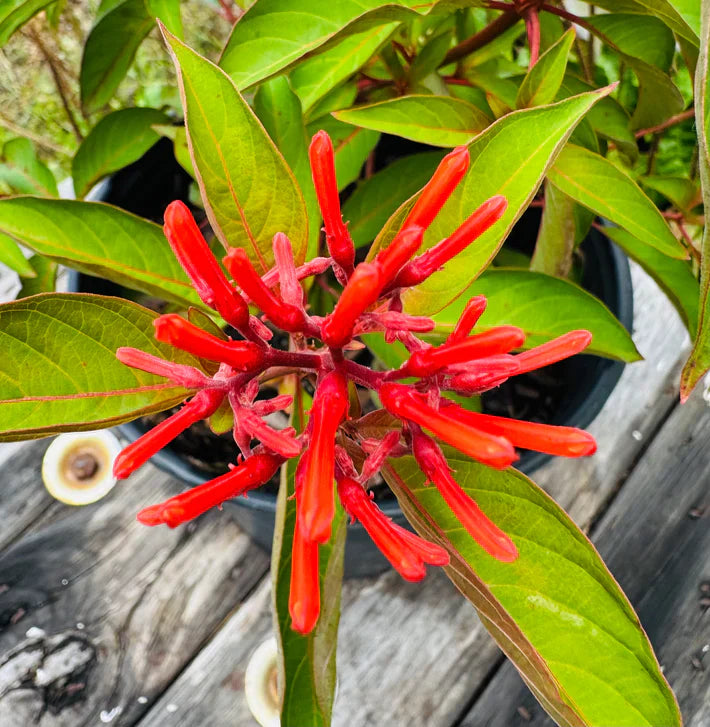 Frequently Asked Questions: Florida Native Plants and Edible Gardens