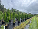 Ditch the Ficus: The Top Florida Native Hedges for Privacy and Wildlife