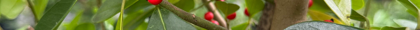 A Guide to the Most Popular Hollies: When and Where to Plant Them