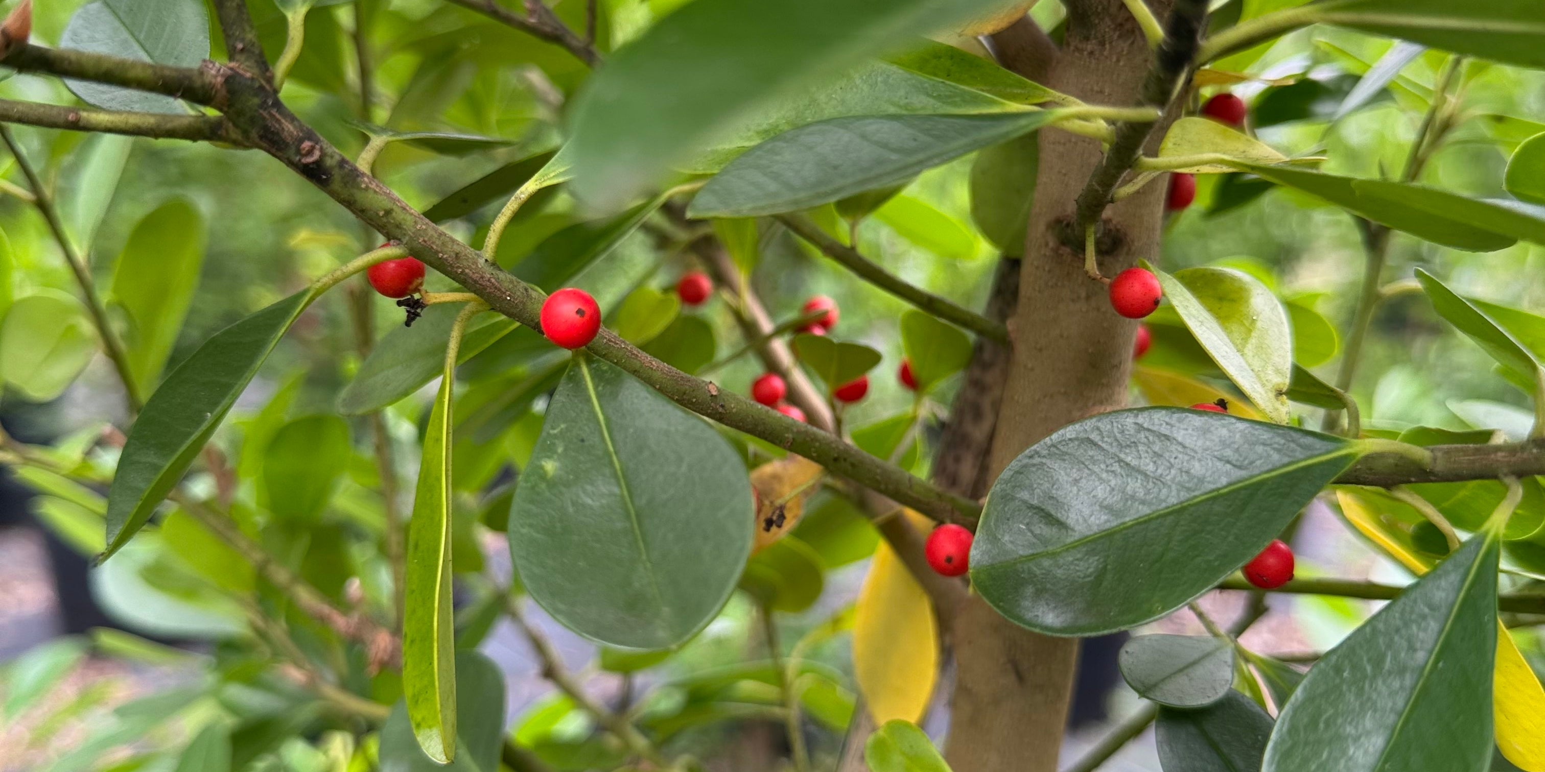 A Guide to the Most Popular Hollies: When and Where to Plant Them