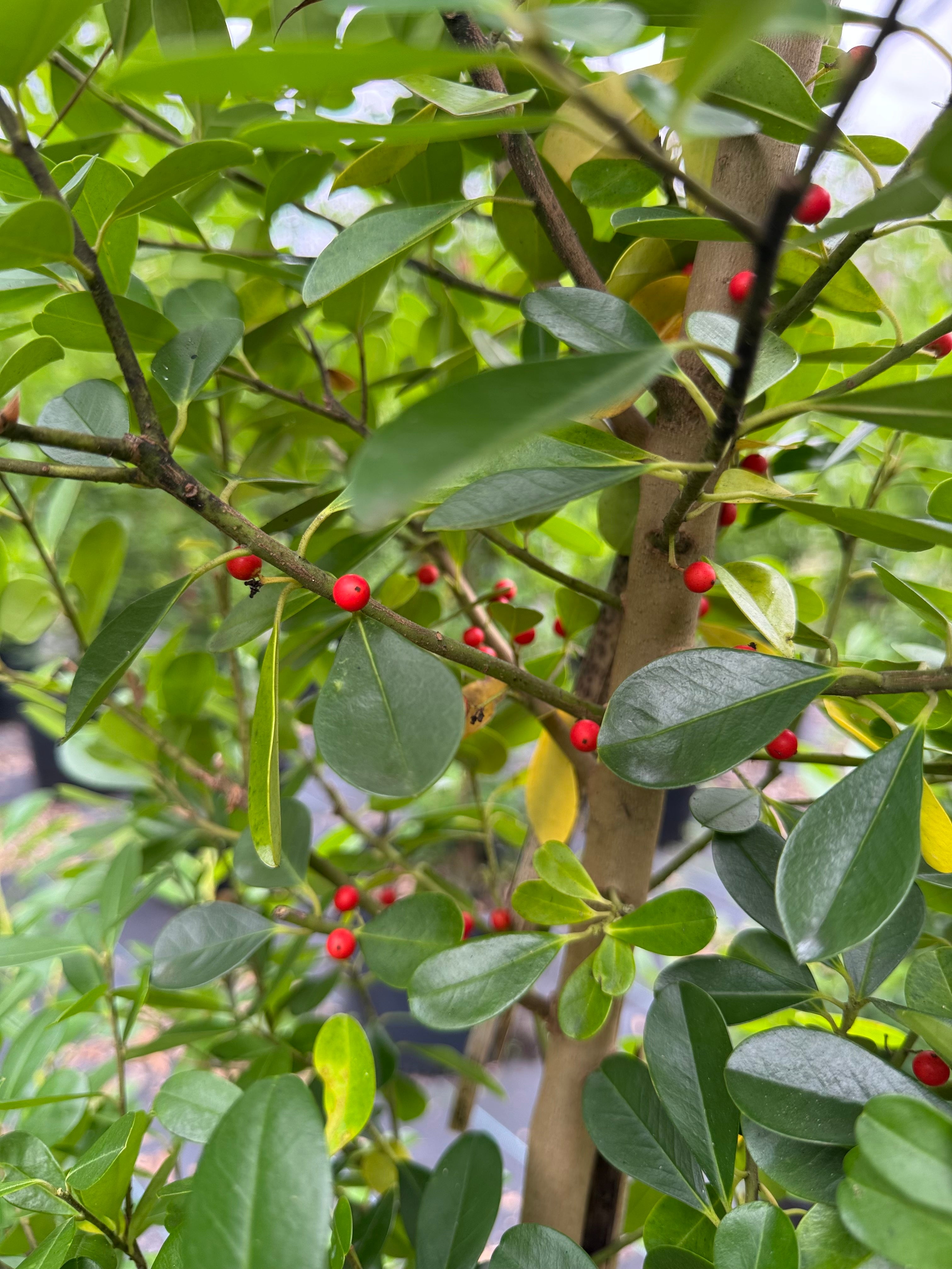 A Guide to the Most Popular Hollies: When and Where to Plant Them