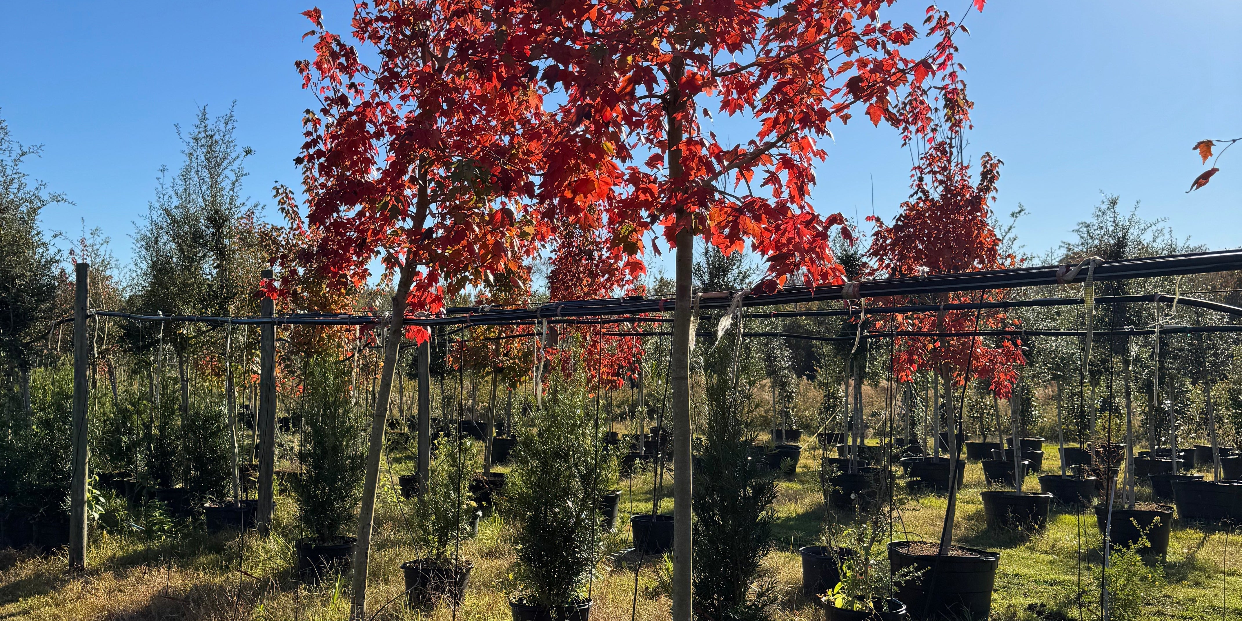 Florida Tree Replacement through Flowing Well Tree Farm
