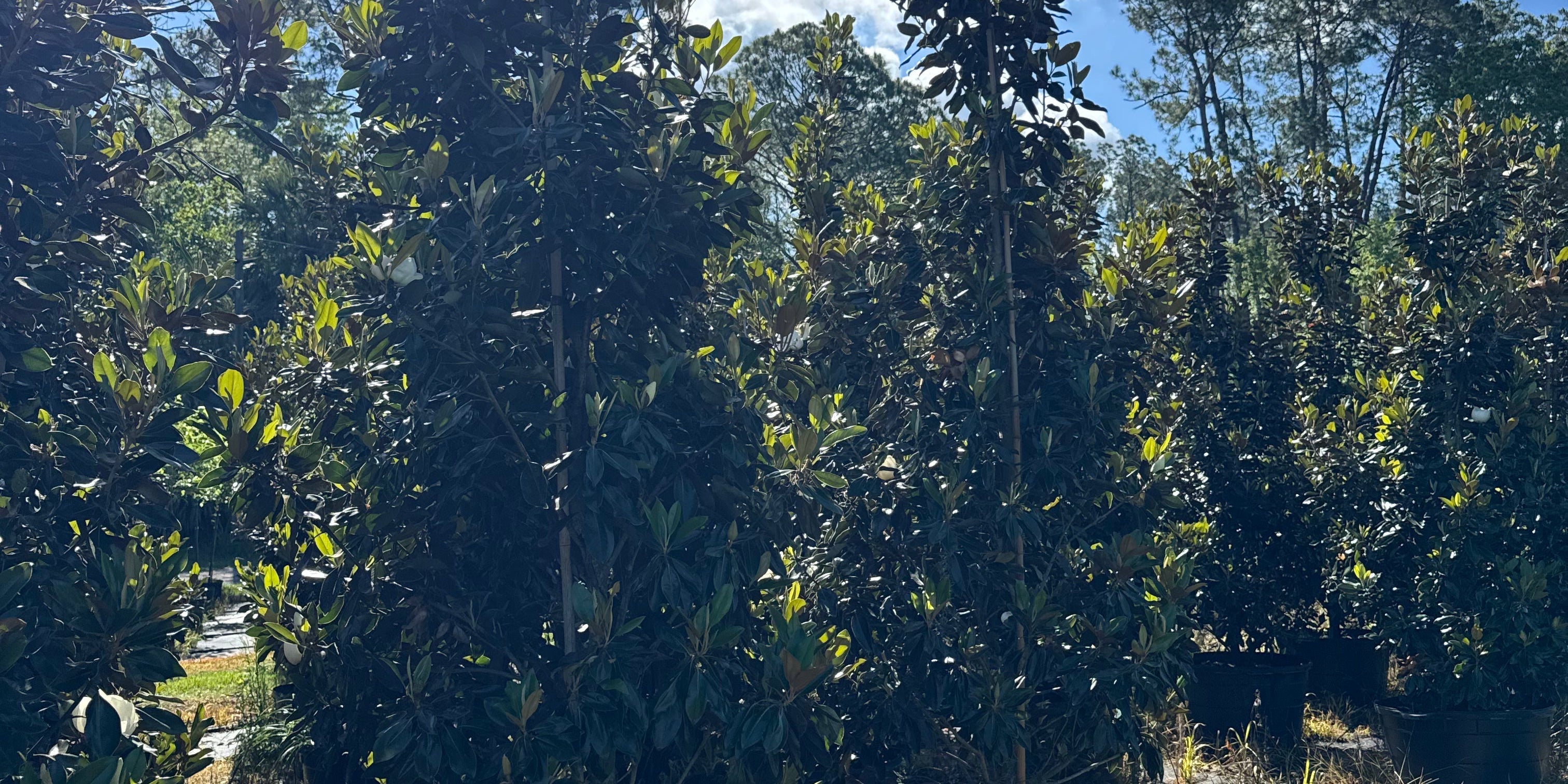 Best Landscape Trees for Southern Yards: Eagleston Holly, Shumard Oak, Nuttall Oak & Magnolias