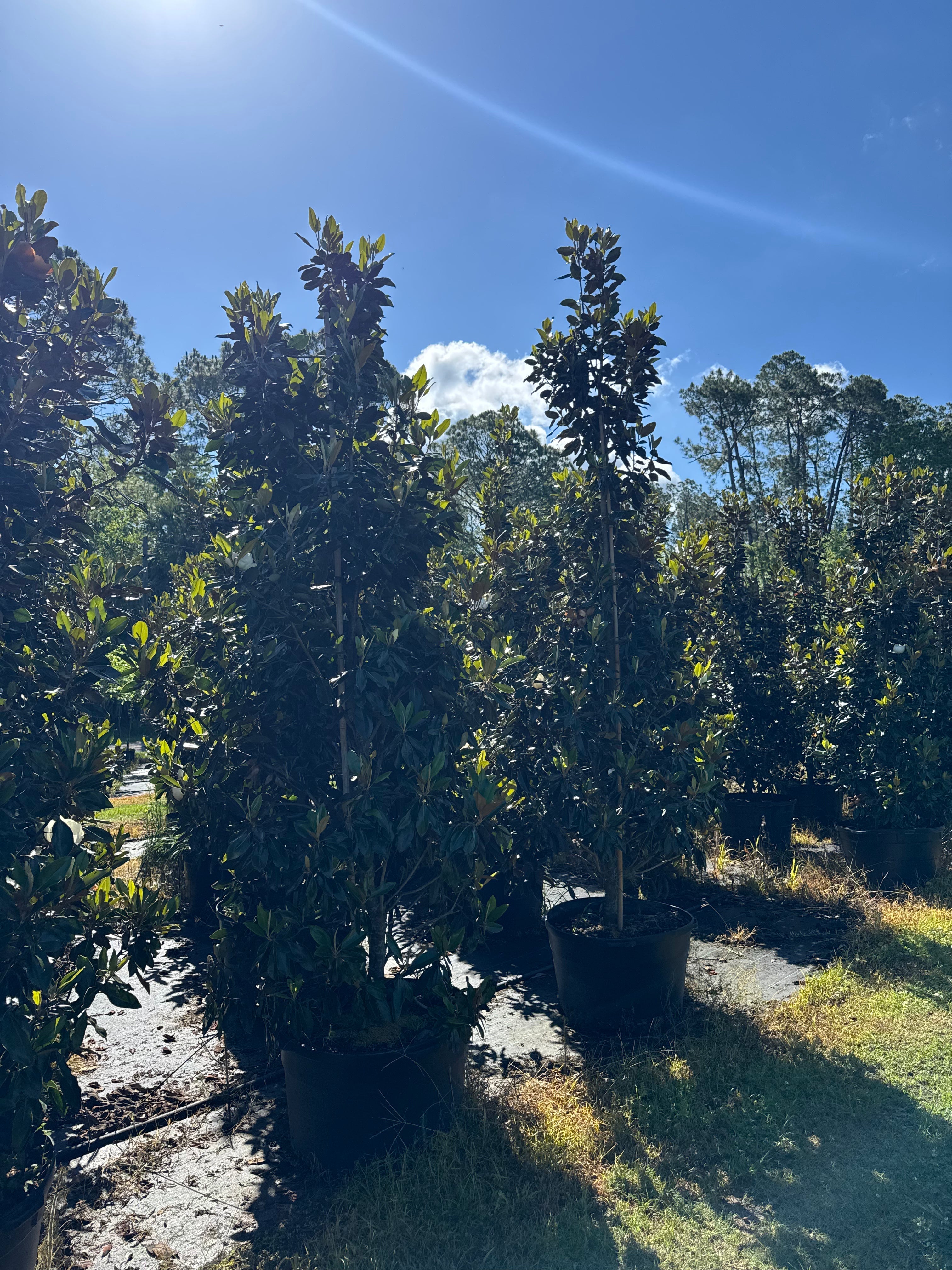 Best Landscape Trees for Southern Yards: Eagleston Holly, Shumard Oak, Nuttall Oak & Magnolias