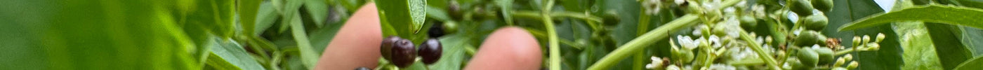 Why Native and Fruiting Trees Belong in Every Florida Landscape