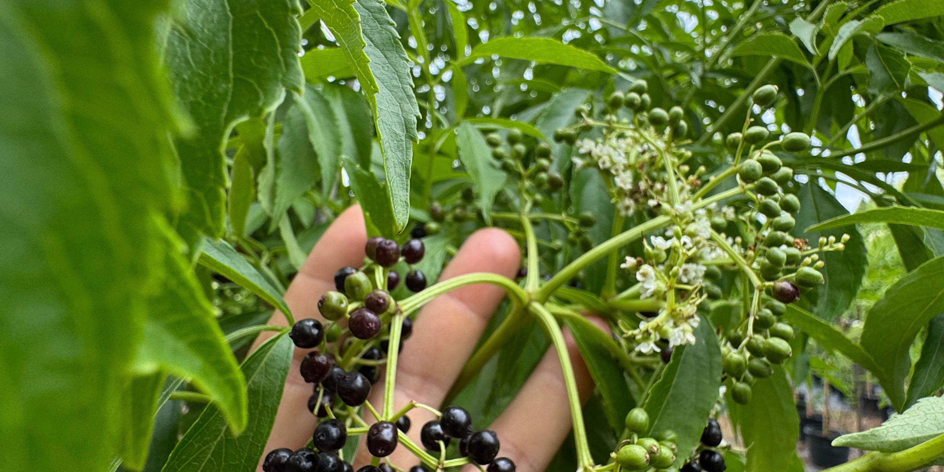 Why Native and Fruiting Trees Belong in Every Florida Landscape