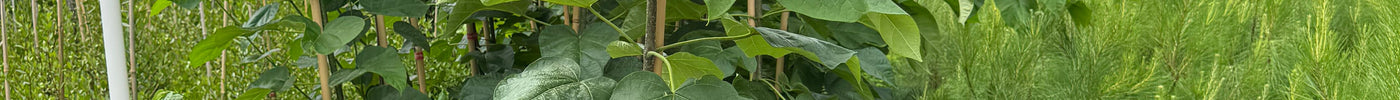 Why Catalpa Trees Deserve a Spot in Your Southern Landscape