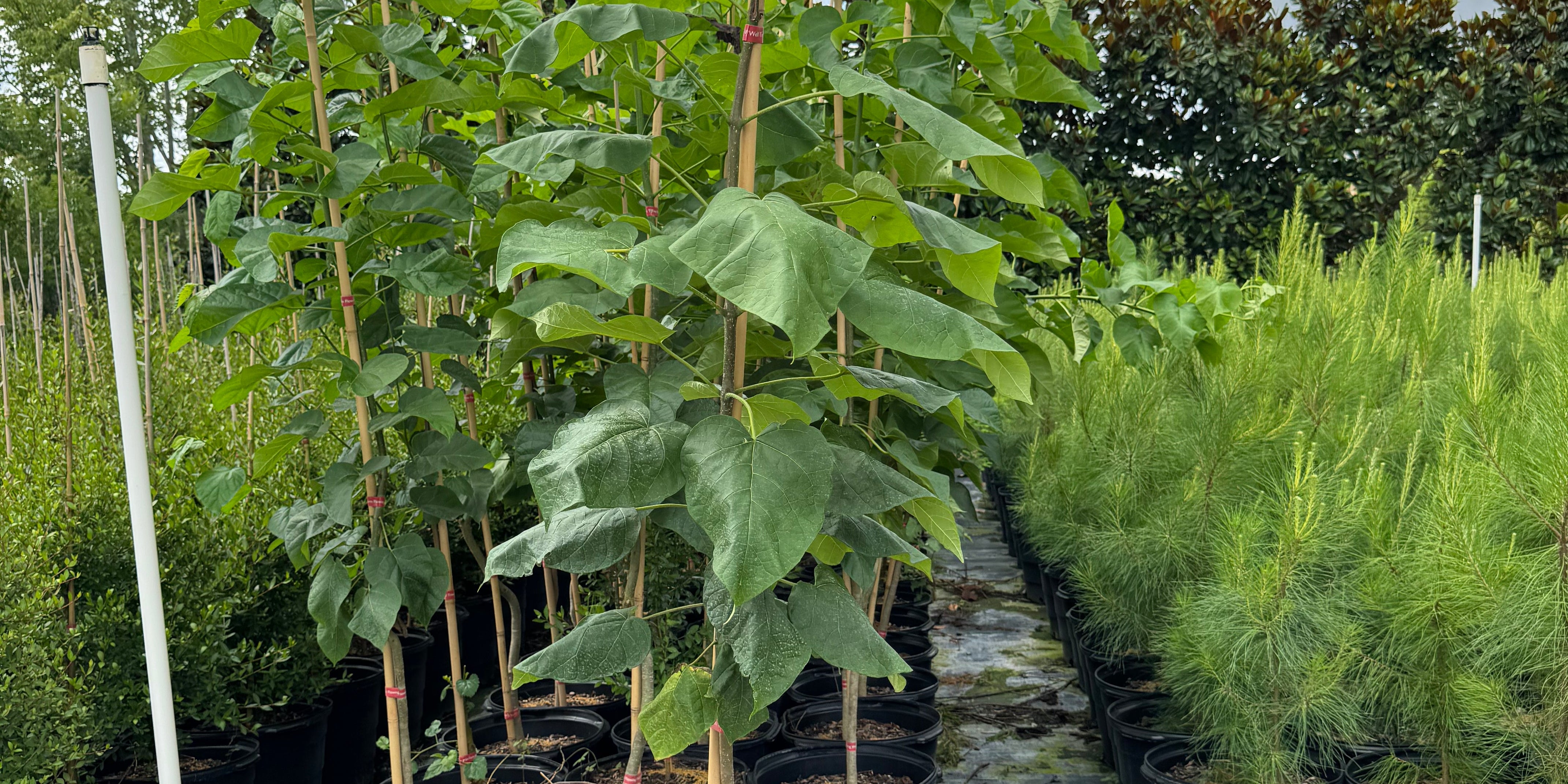 Why Catalpa Trees Deserve a Spot in Your Southern Landscape