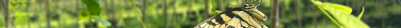 Attracting Butterflies with Native Plants: A Guide for Your Garden