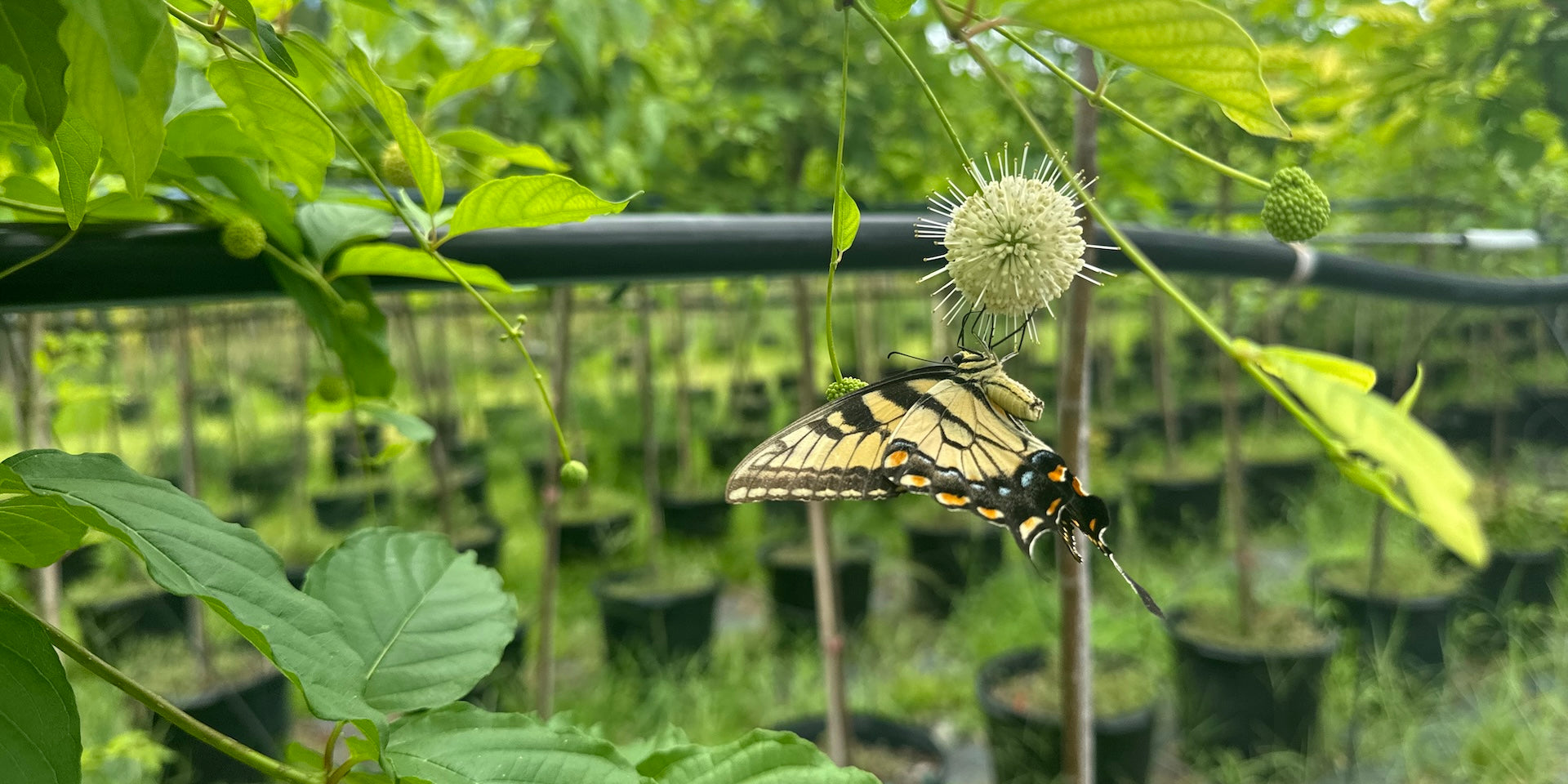 Attracting Butterflies with Native Plants: A Guide for Your Garden