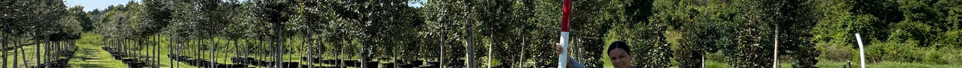 Best Oak Trees for Florida