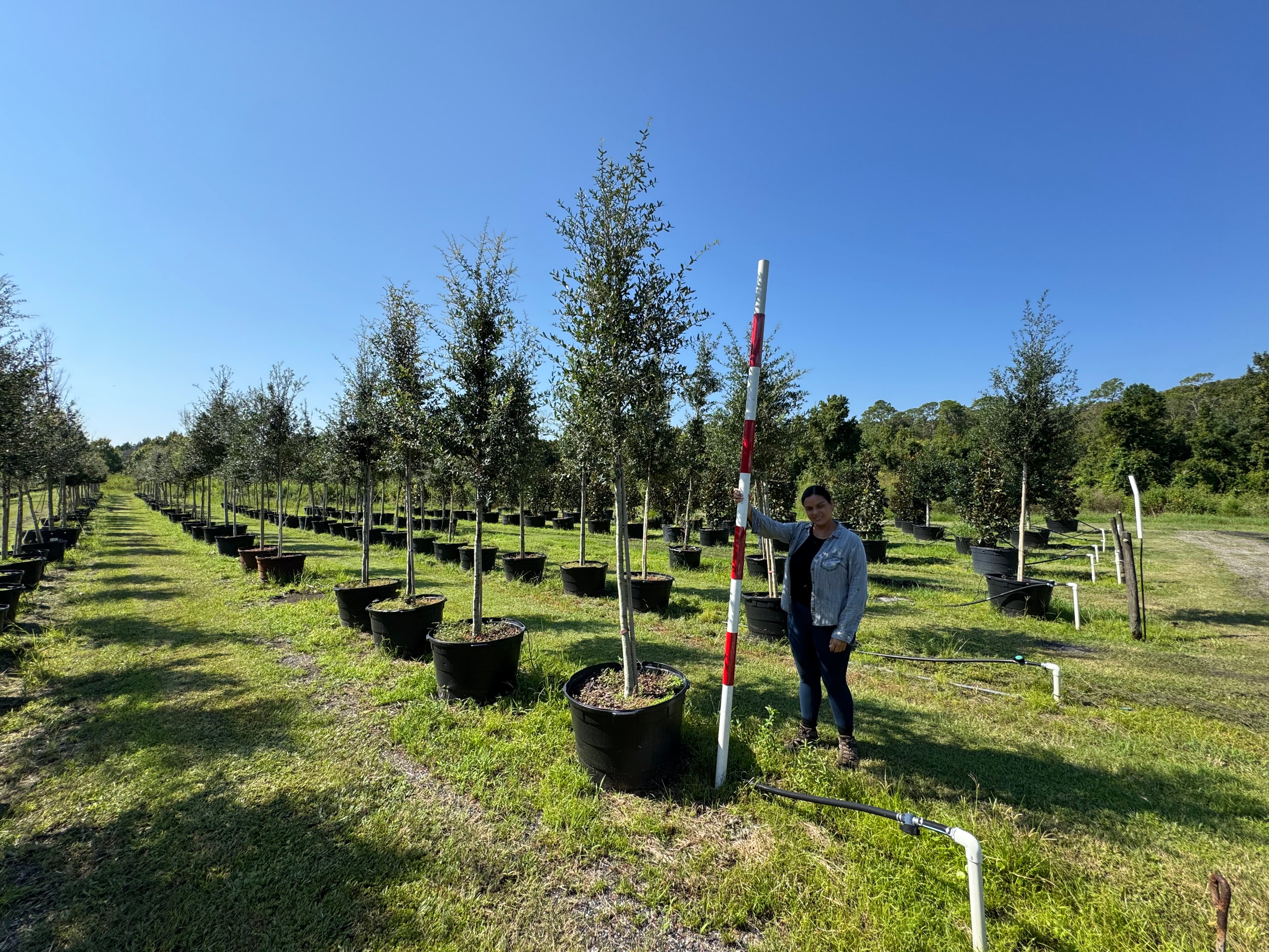 Best Oak Trees for Florida