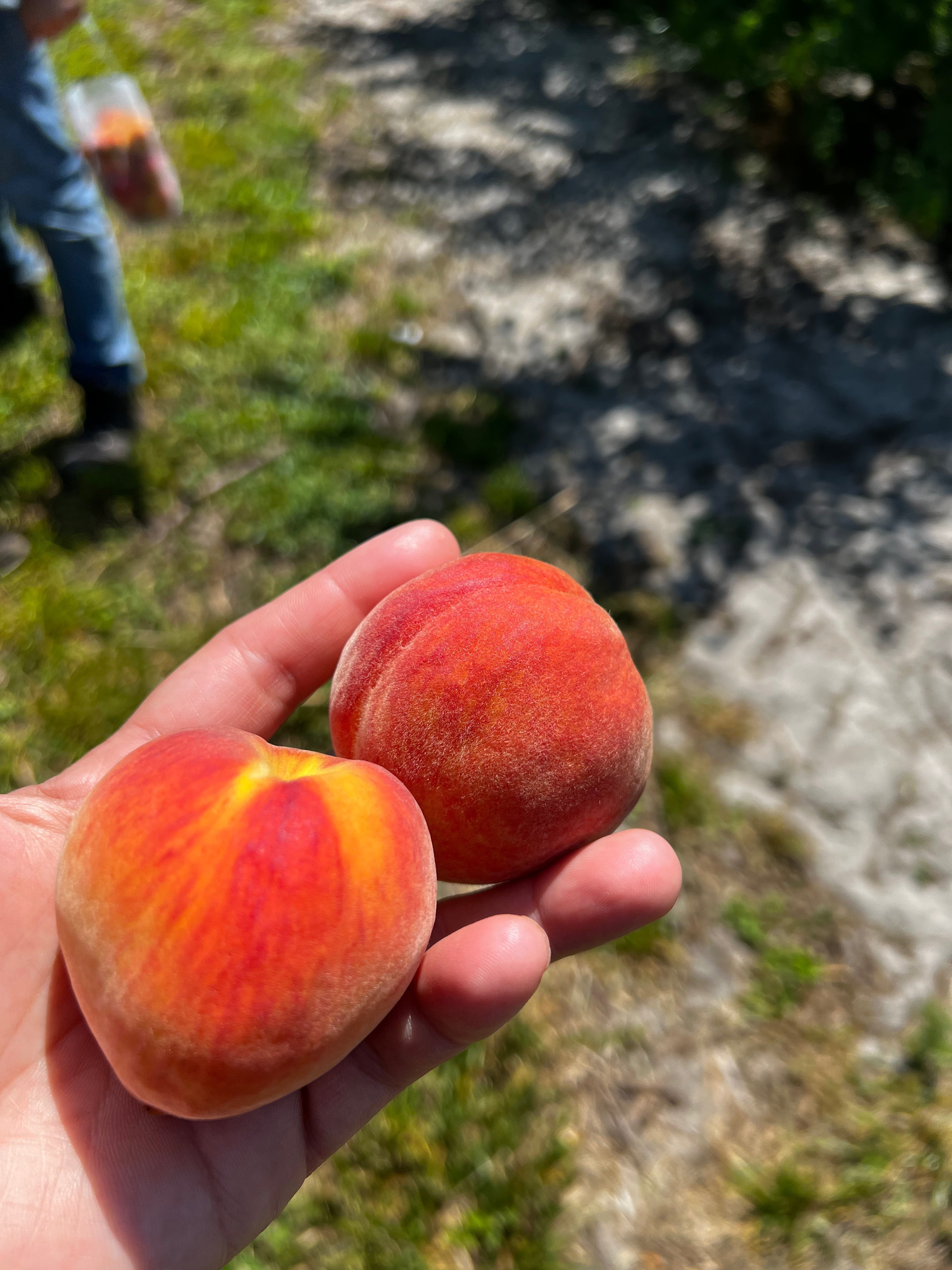 Did You Know? ๐ Why Tropic Beauty Peaches Are Perfect for Florida Gardens