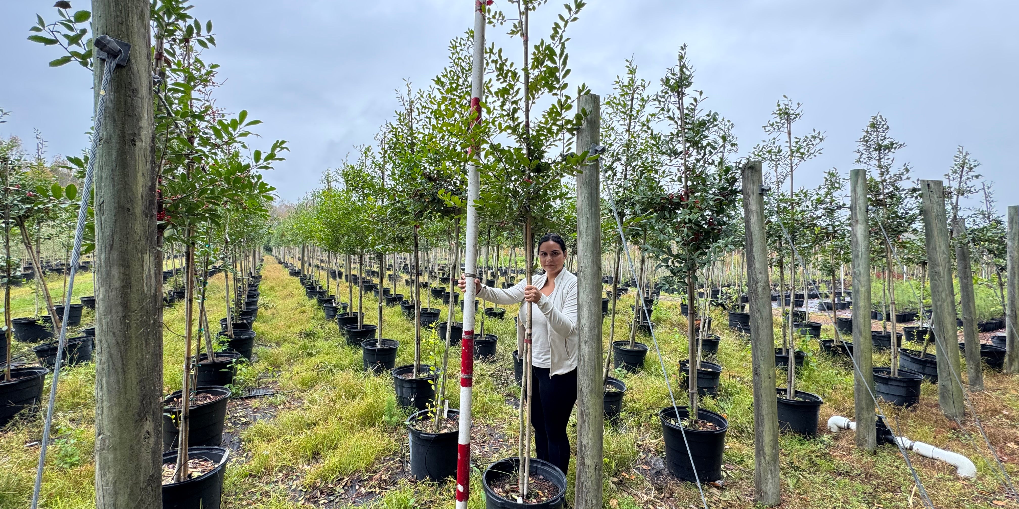 Eagleston Holly: A Comprehensive Guide to Care, Growth, and Uses