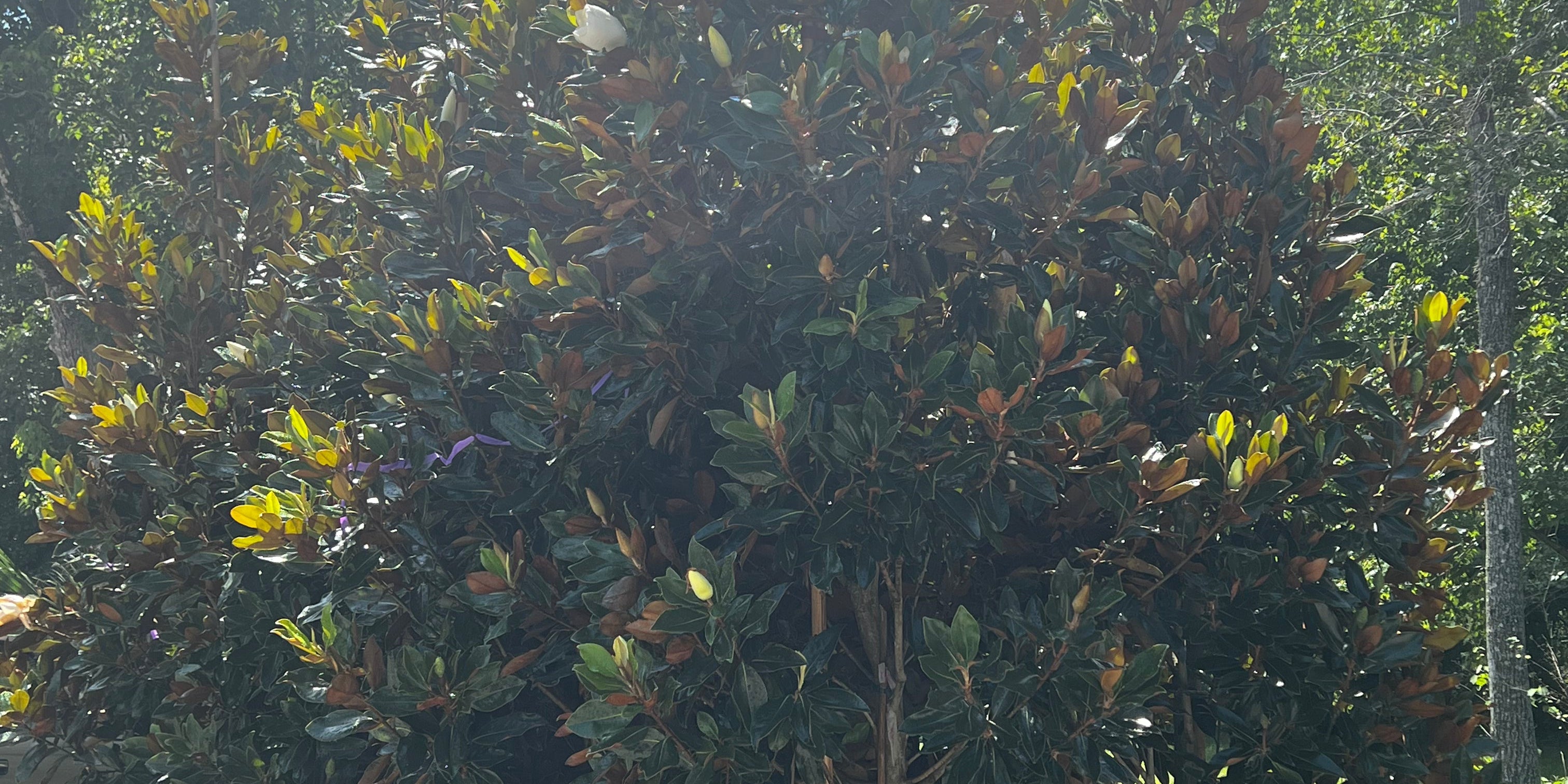 Creating a Stunning Magnolia Hedge with Flowing Well Tree Farm