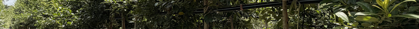 Best Trees for New Florida Construction Projects
