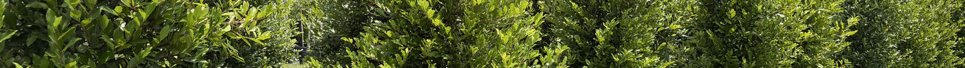 Native Trees That Increase Property Value in Florida