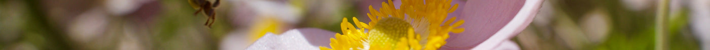 The Best Plants for Bees in Florida
