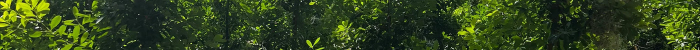 Discover the Elegance of Dahoon Holly: A Native Treasure