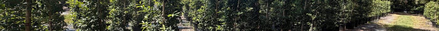 How Far Apart Should I Plant Eagleston Holly?