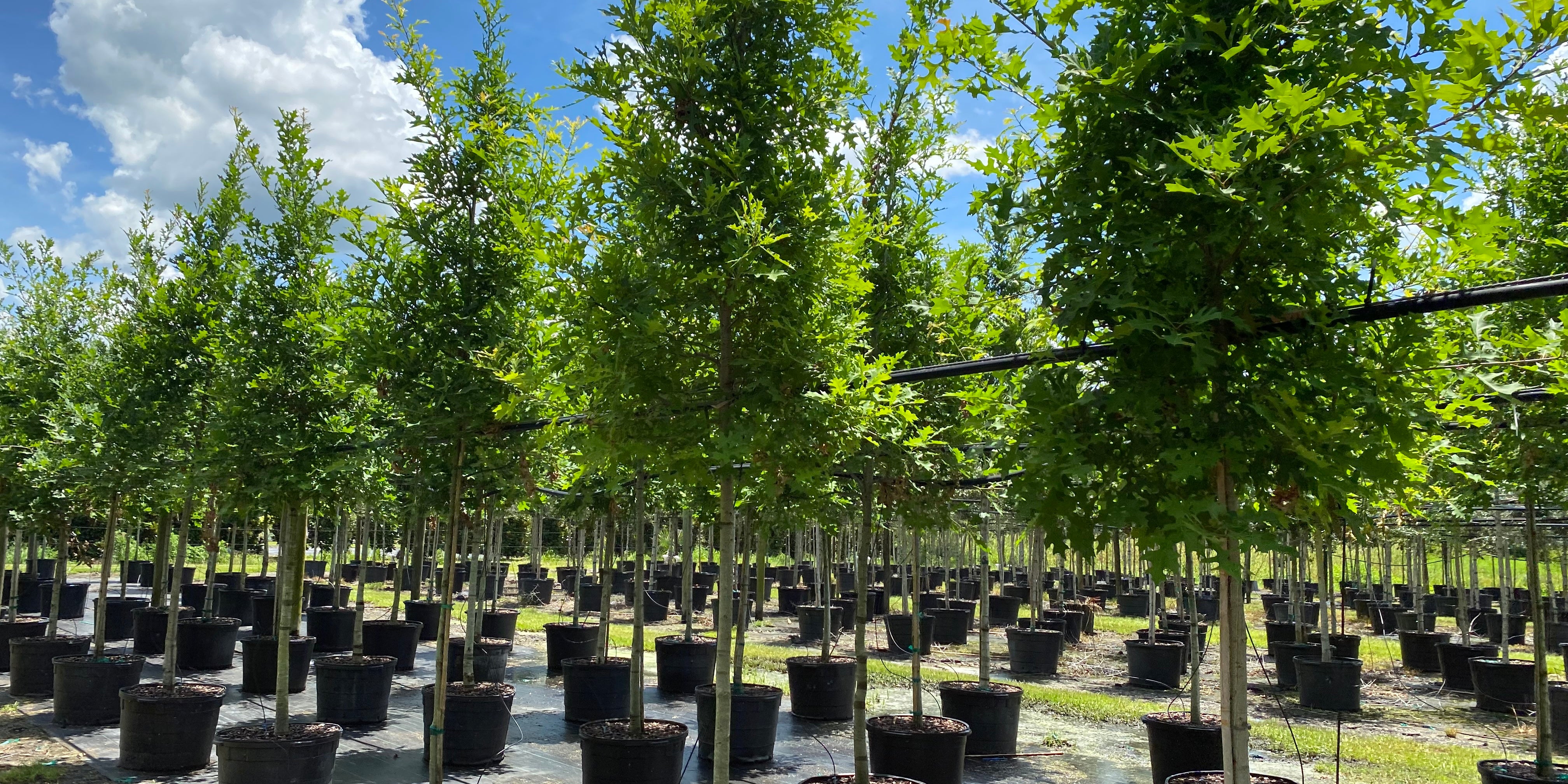 How to Care for Newly Planted Trees: A Guide to Ensure Strong, Healthy Growth
