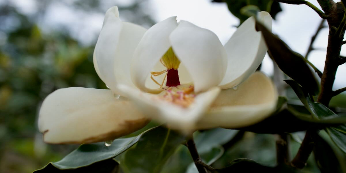 Magnolia Guide: Little Gem, Bracken’s Brown Beauty, and DD Blanchard—What’s the Difference?