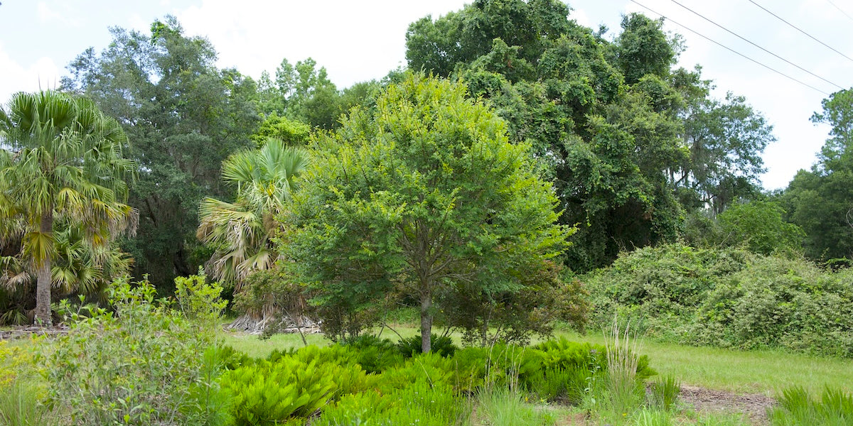 Why the Winged Elm is a Great Choice for Your Landscape