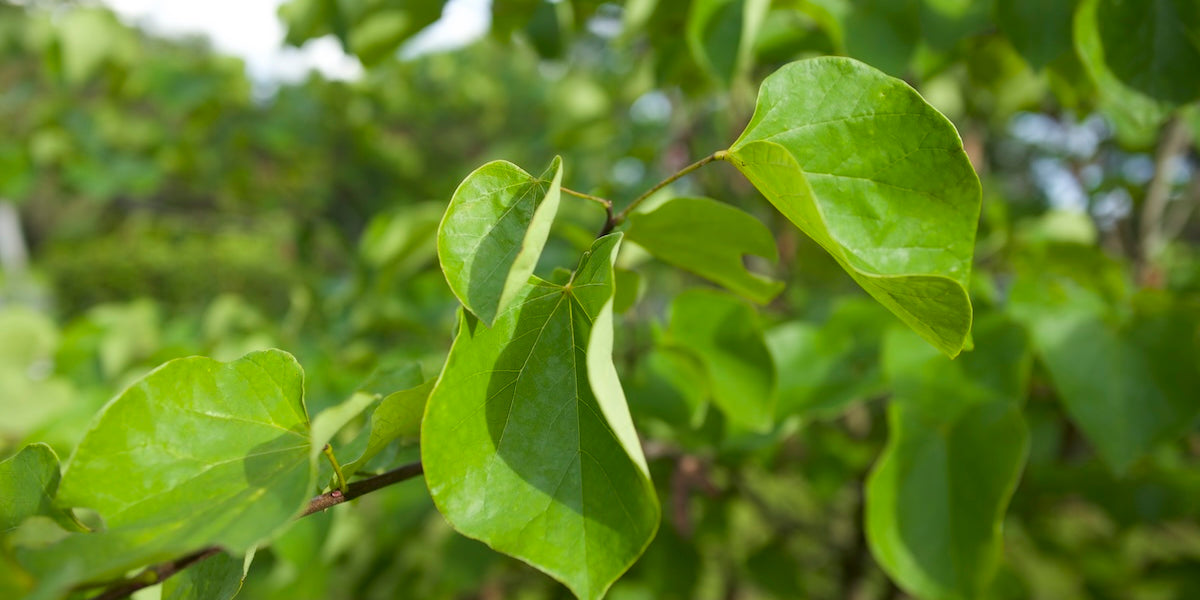 Why You Should Plant a Redbud Tree: A Stunning Addition to Any Landscape