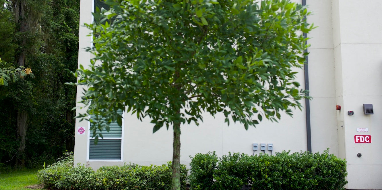 A Green Beginning: Planting Your Young Tree with Care