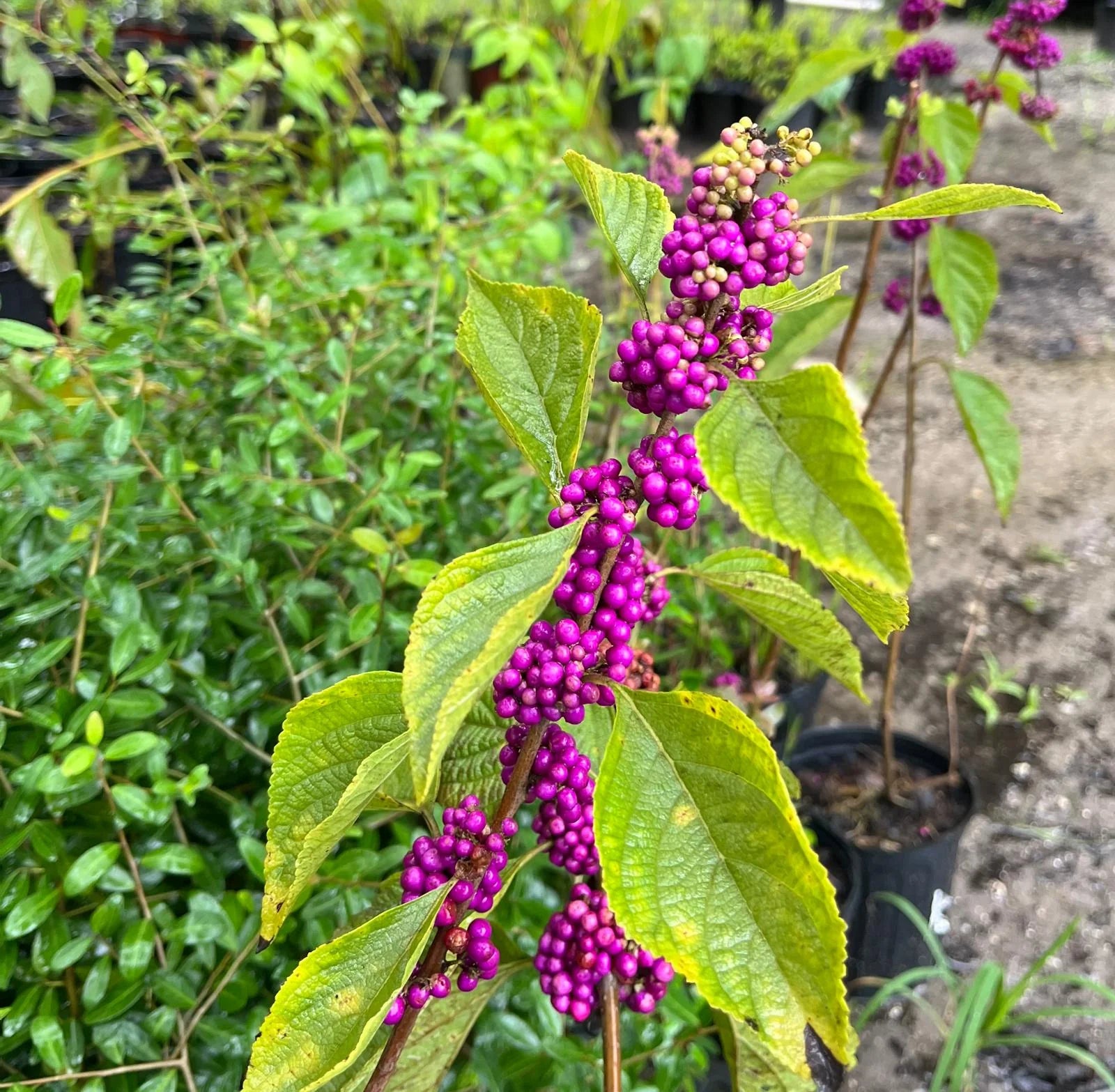The Native Beautyberry: A Florida Treasure for Your Landscape