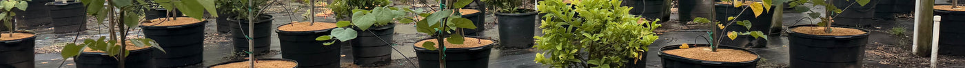 Redbud Trees in Florida: A Beautiful Choice for Spring Color and Native Landscapes