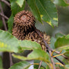 Best Oak Trees for Florida Landscapes | Flowing Well Tree Farm