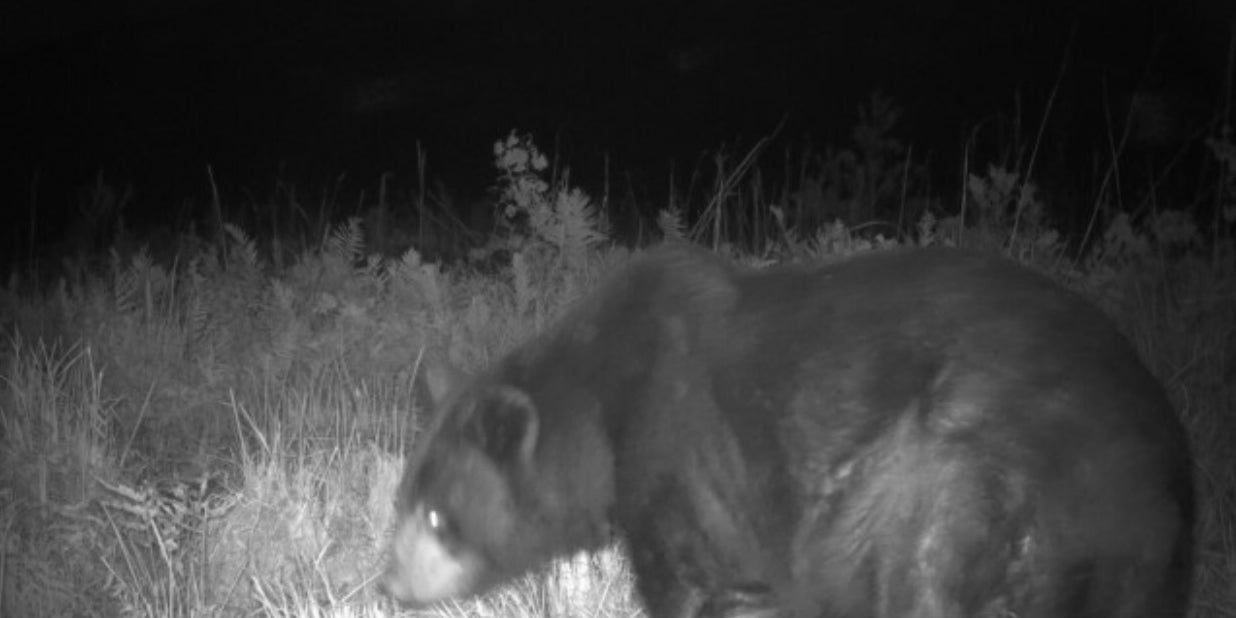 feeding the wildlife backyard and hunting ground