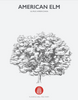 American Elm Native