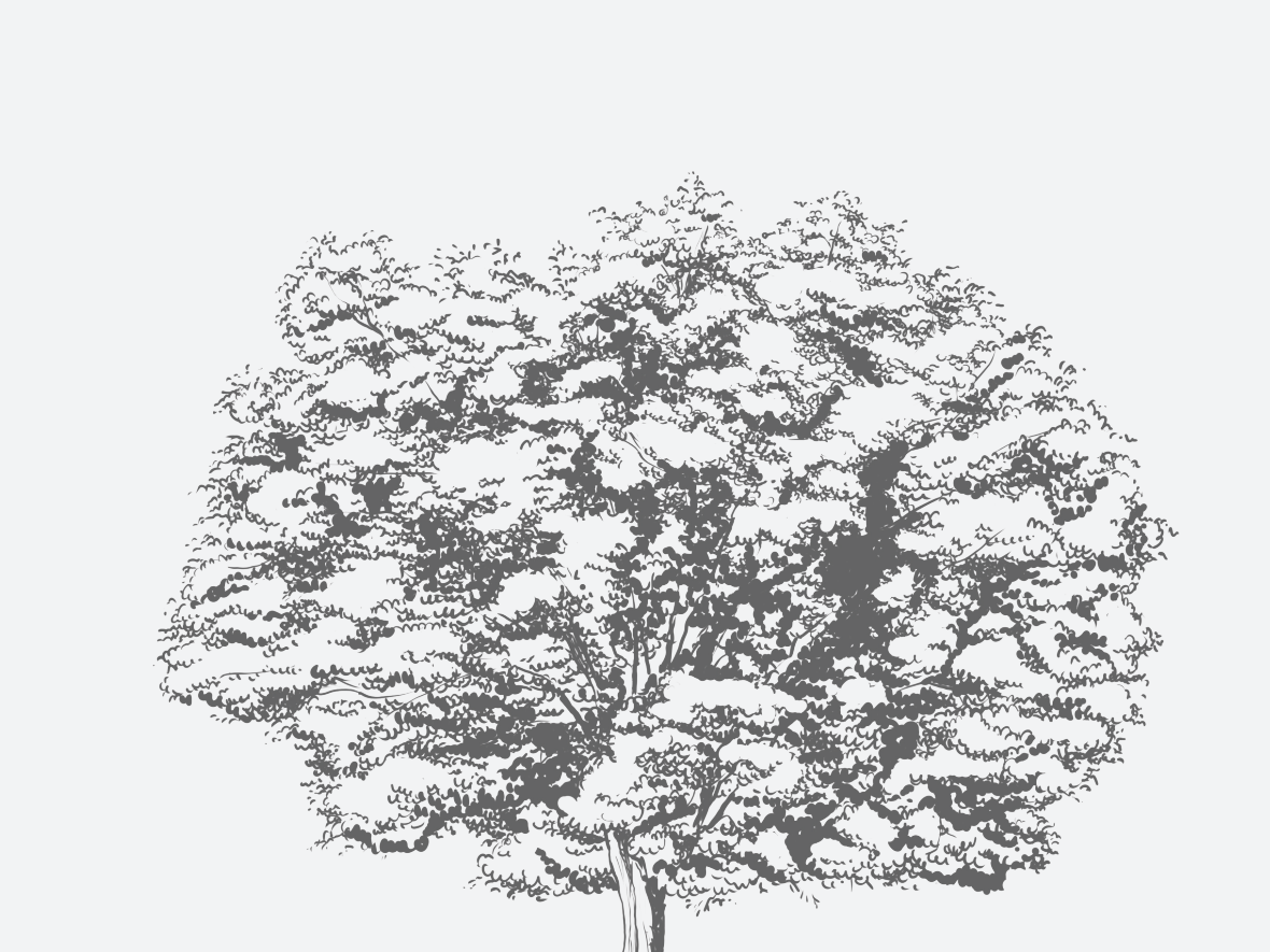 American Elm Florida Native