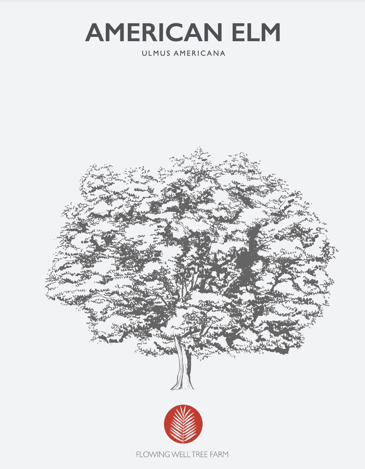 American Elm Florida Native