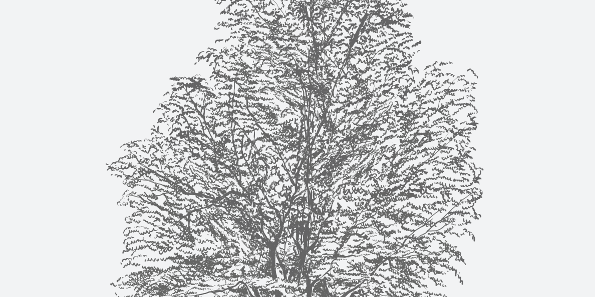 White Ash Florida Native