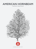American Hornbeam Native