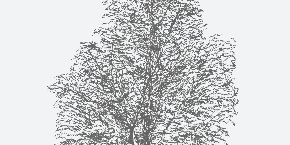 American Hornbeam Florida Native