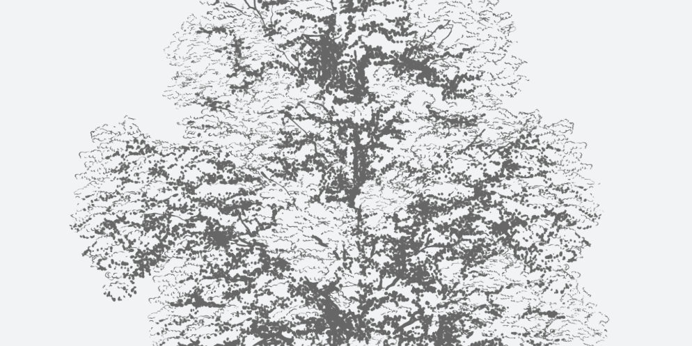 American Basswood Florida Native