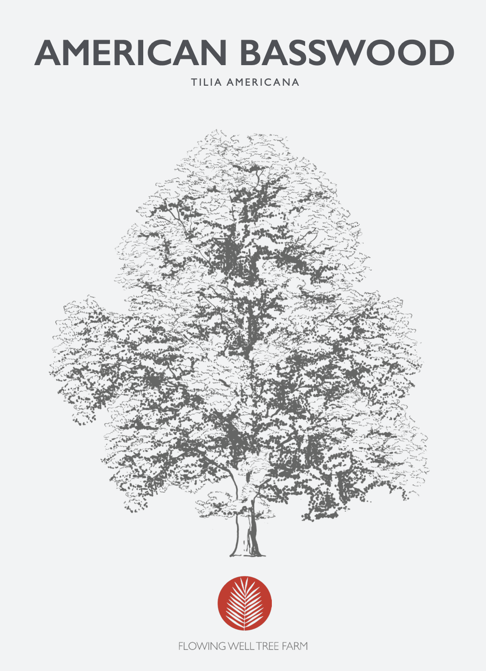 American Basswood Native