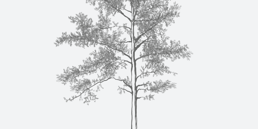 Spruce Pine Florida Native