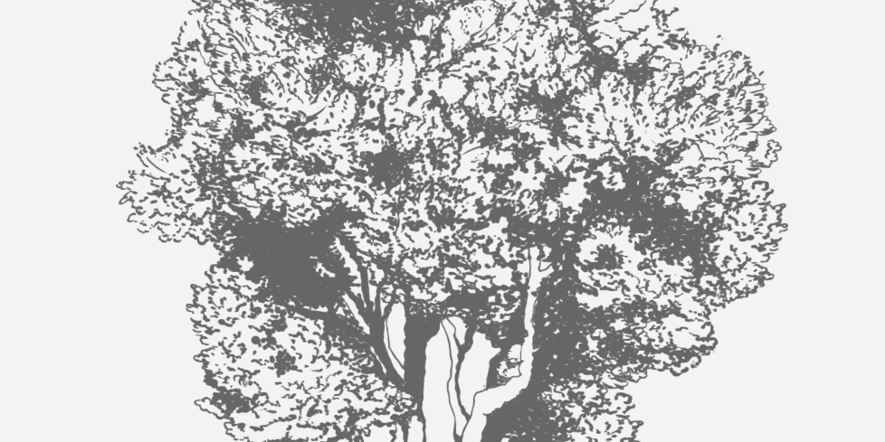 Flatwoods Plum Florida Native